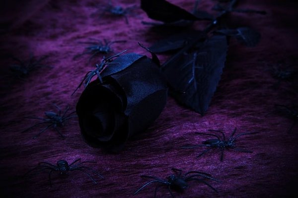 Quelle fleur choisir pour Halloween ?