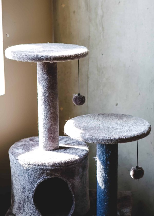 Quel bois utiliser pour un arbre à chat en bois ?