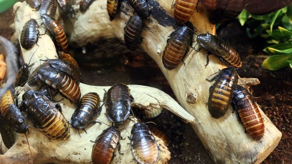 Découvrez les méthodes infaillibles des spécialistes anti-cafards !