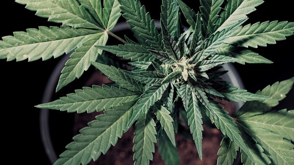 Fleurs de chanvre de qualité : amnesia et gelato pour votre bien-être